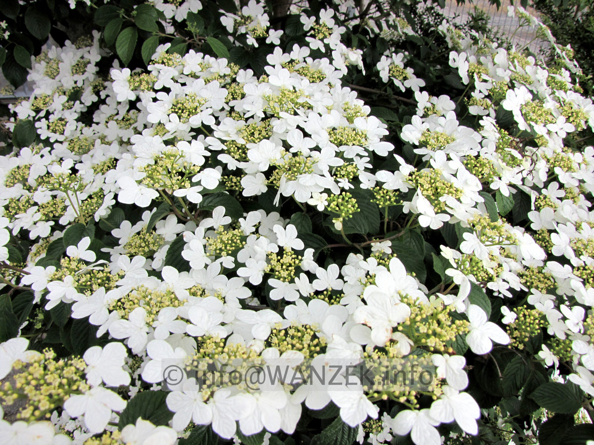 Viburnum plicatum St. Keverne 01.JPG